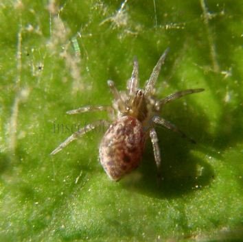 Dictynidae -9