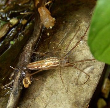 Tetragnatha extensa -9