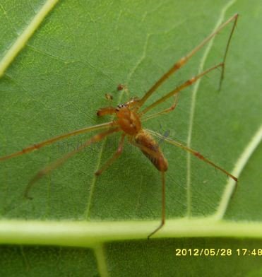 Tetragnatha montana -5