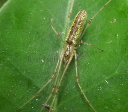 Tetragnatha montana -8