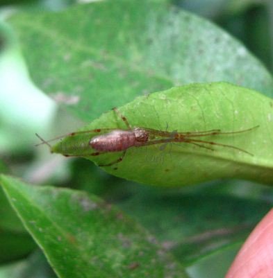 Tetragnatha nigrita-1