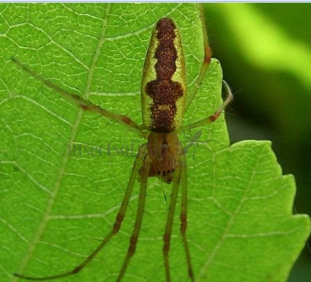 Tetragnatha obtusa -7