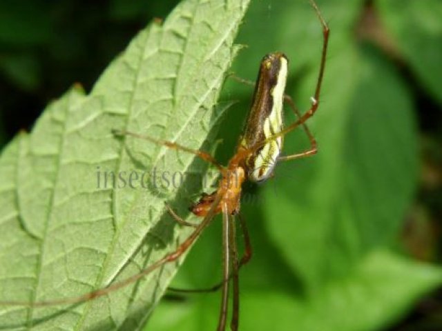 Tetragnatha extensa -5