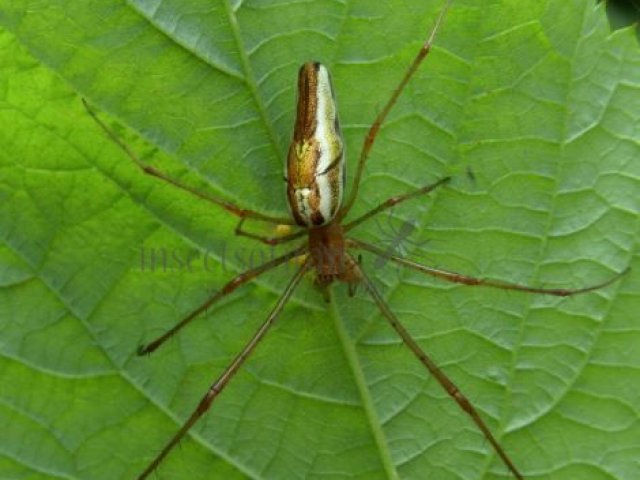 Tetragnatha extensa -8