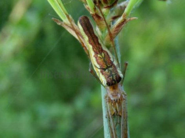 Tetragnatha extensa -13