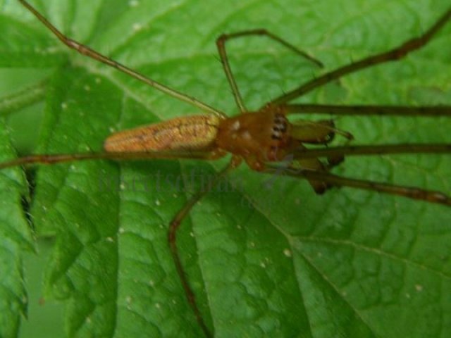 Tetragnatha montana -1