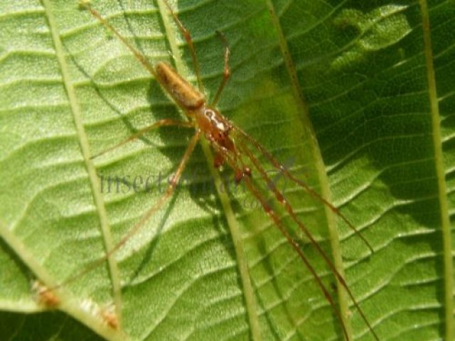 Tetragnatha montana -2