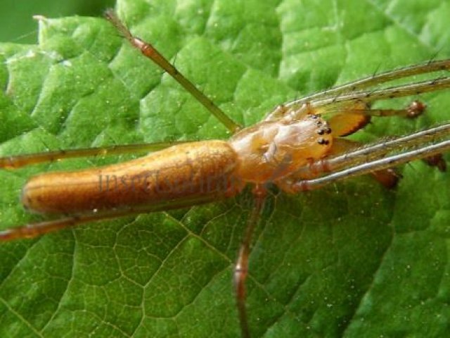 Tetragnatha montana -4
