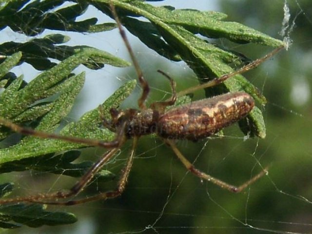 Tetragnatha nigrita-4