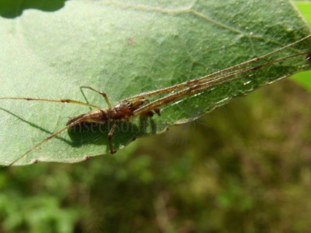 Tetragnatha nigrita-2