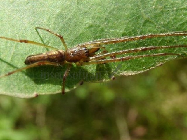 Tetragnatha nigrita-3