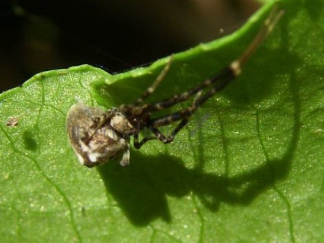 Tetragnatha obtusa -4
