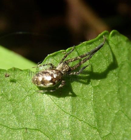 Tetragnathidae-5