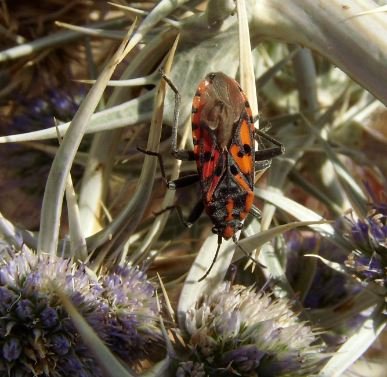 Spilostethus saxatilis-2