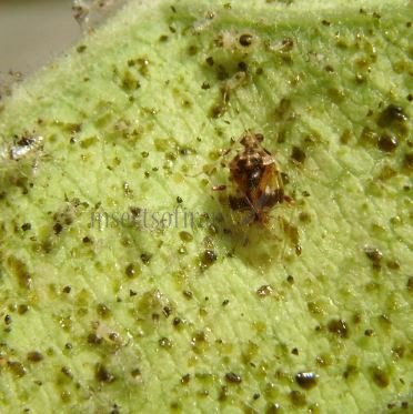 Kleidocerys sp