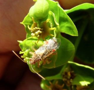 Lygaeidae-1