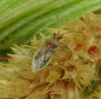 Lygaeidae-2