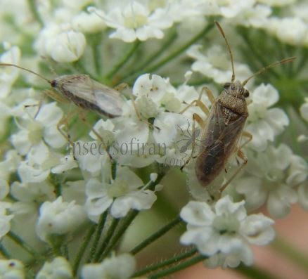Lygaeidae-3