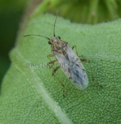 Nysius helveticus
