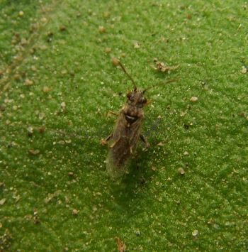 Nysius sp