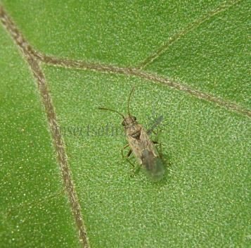 Nysius sp-3