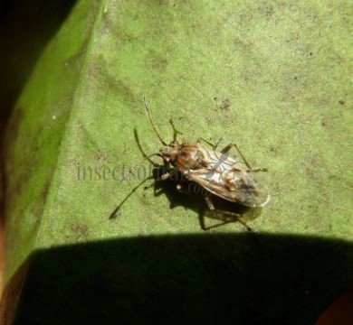 Nysius sp-5