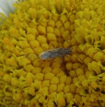 Nysius sp-6