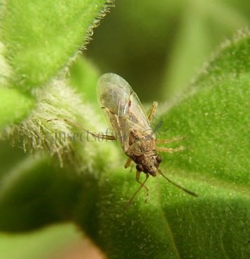 Nysius sp-7