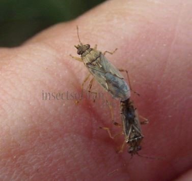 Ortholomus punctipennis-5