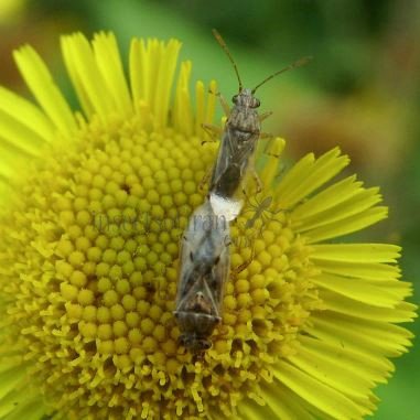 Ortholomus punctipennis-8