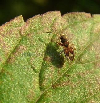 Scolopostethus puberulus