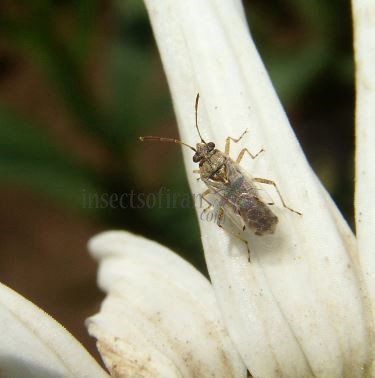 Stictopleurus sp-2
