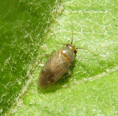 Miridae-23