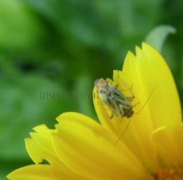 Miridae-25
