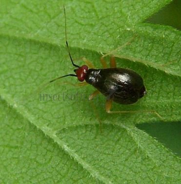 Orthonotus rufifrons-1