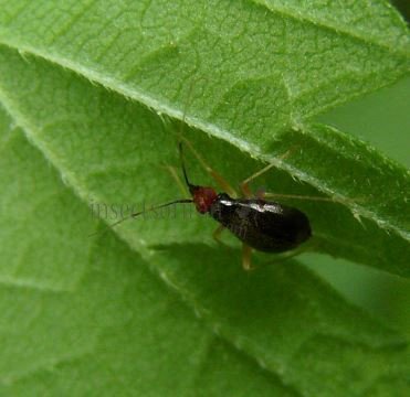 Orthonotus rufifrons-1