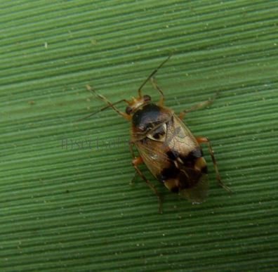 Orthops basalis