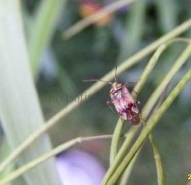 Orthops sp