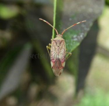 Pantilius tunicatus