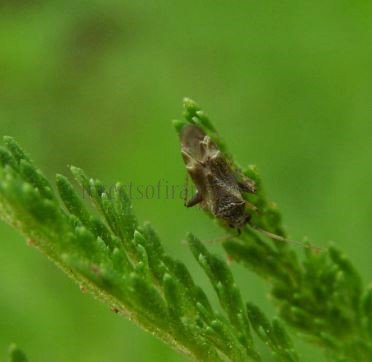 Phytocoris varipes