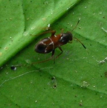 Pilophorus sp-1