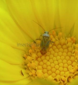 Taylorilygus apicalis-1