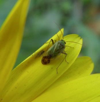 Taylorilygus apicalis-2