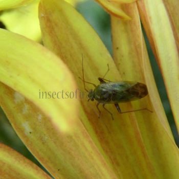 Taylorilygus apicalis-3