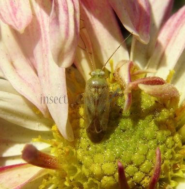 Taylorilygus apicalis-4