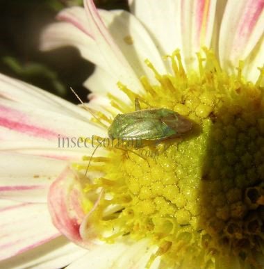 Taylorilygus apicalis-4