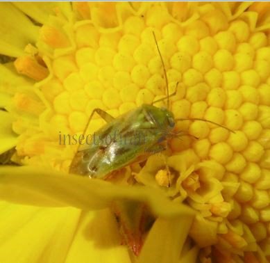 Taylorilygus apicalis-5