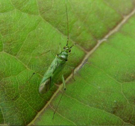 Blepharidopterus angulatus-1