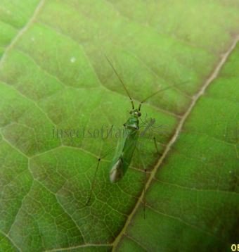 Blepharidopterus angulatus-2