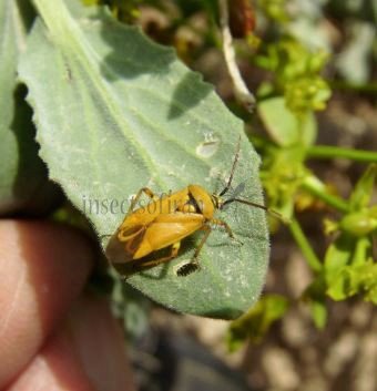 Brachycoleus pilicornis